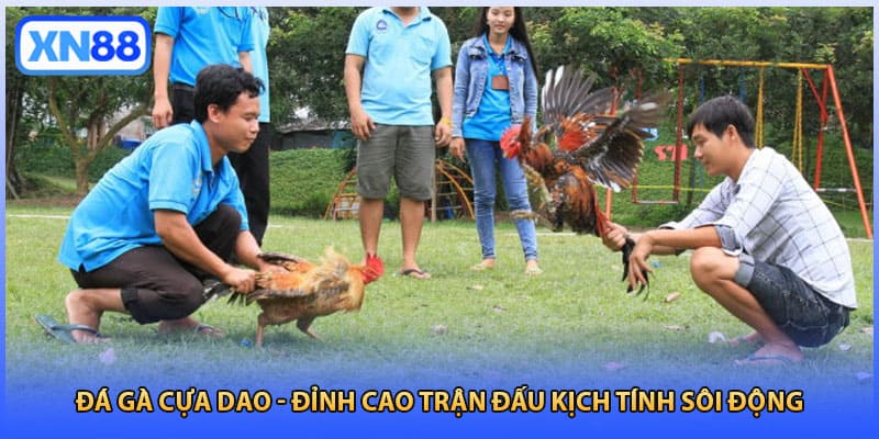 Đá Gà Cựa Dao - Đỉnh Cao Trận Đấu Kịch Tính Sôi Động